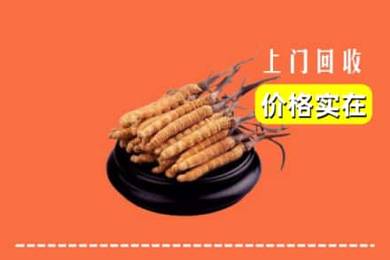 攀枝花仁和区回收冬虫夏草